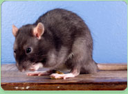 rat control Ongar