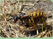wasp control Ongar